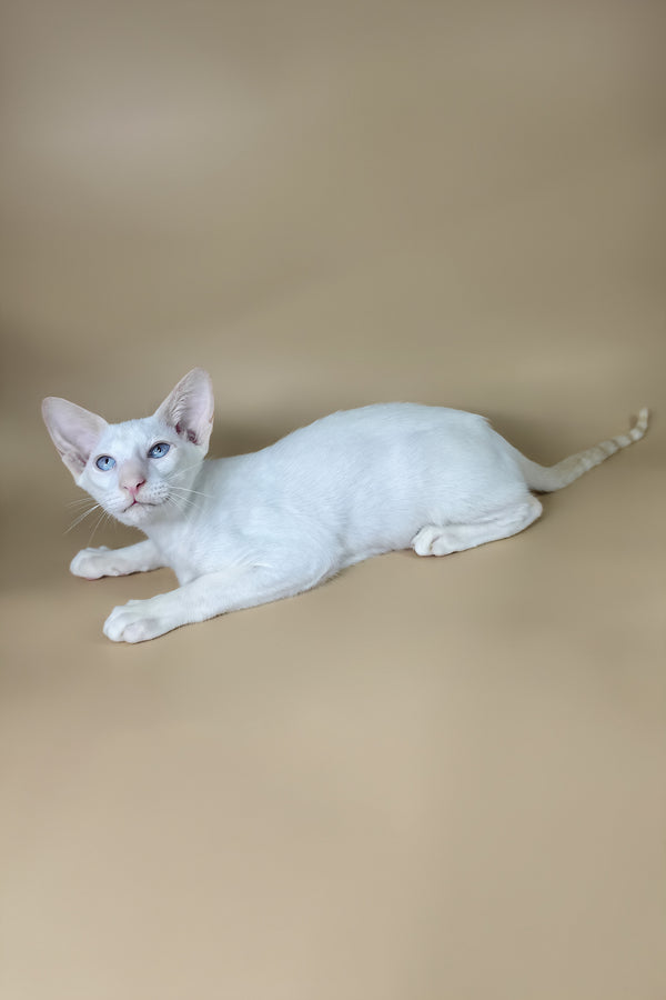 Draco | Oriental Shorthair Kitten