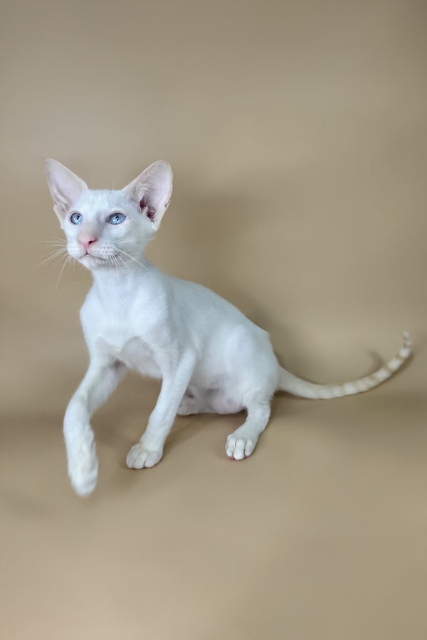 Draco | Oriental Shorthair Kitten
