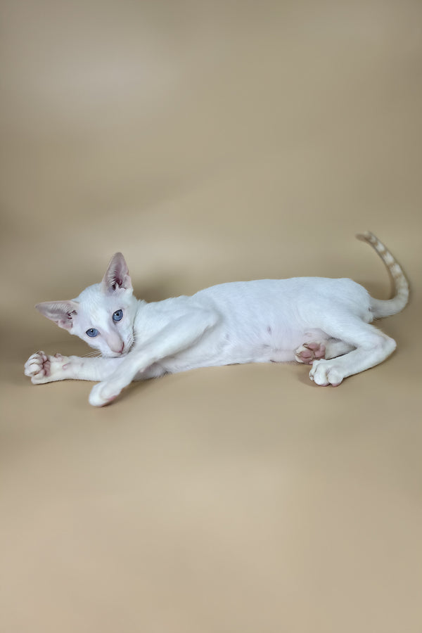Draco | Oriental Shorthair Kitten