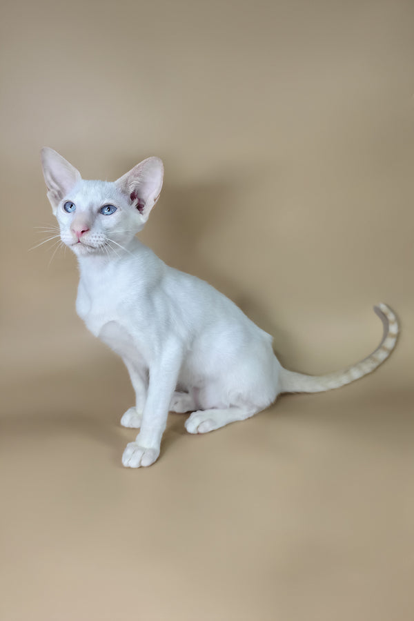Draco | Oriental Shorthair Kitten