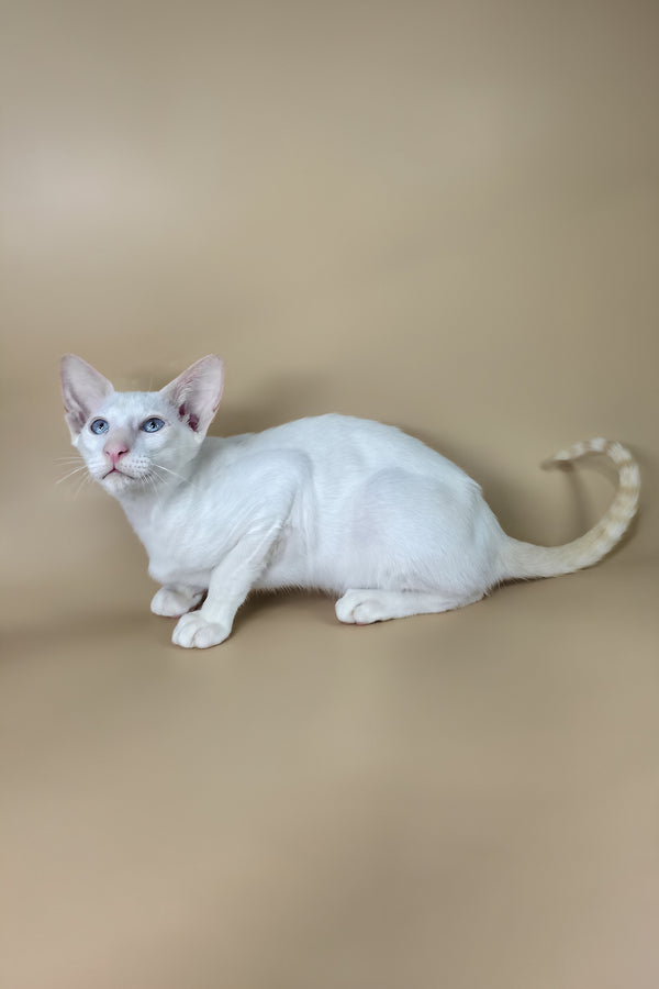 Draco | Oriental Shorthair Kitten