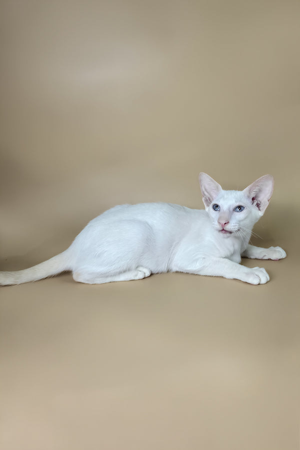 Draco | Oriental Shorthair Kitten