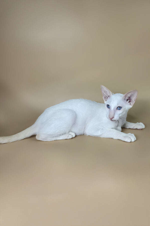 Draco | Oriental Shorthair Kitten