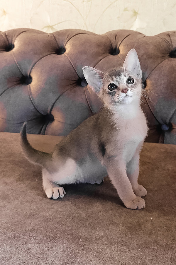 Felix | Abyssinian Kitten