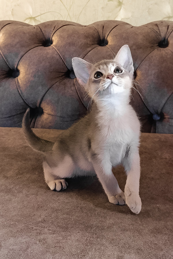 Felix | Abyssinian Kitten