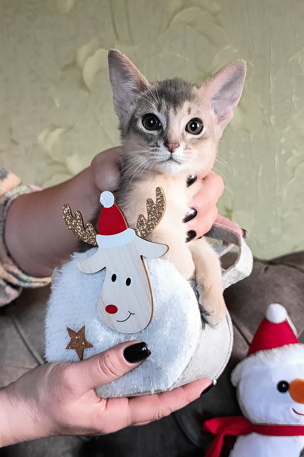 Felix | Abyssinian Kitten