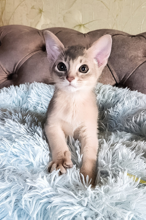 Felix | Abyssinian Kitten