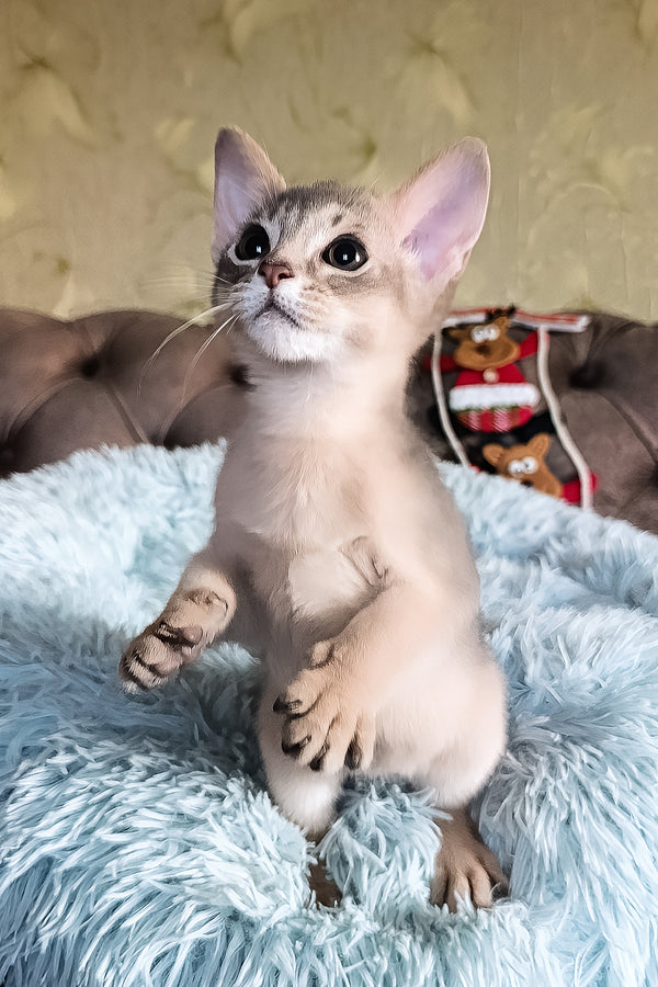 Felix | Abyssinian Kitten