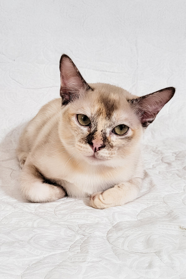 Neisy | Burmese Kitten