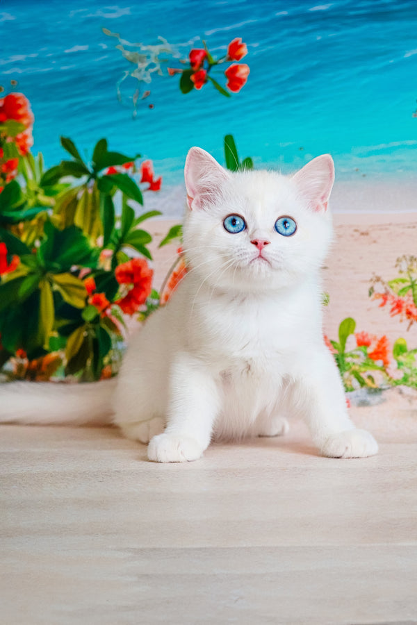 Edman | British Shorthair Kitten