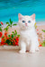 Edman | British Shorthair Kitten