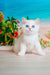 Edman | British Shorthair Kitten