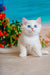 Edman | British Shorthair Kitten