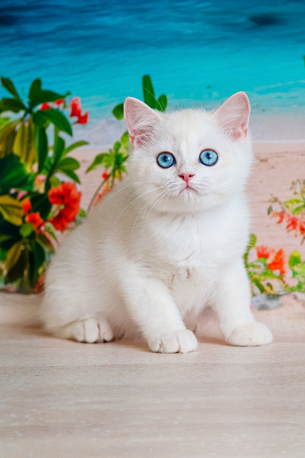 Edman | British Shorthair Kitten