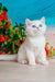 Edman | British Shorthair Kitten