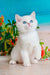 Edman | British Shorthair Kitten