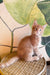 Edvan | Maine Coon Kitten