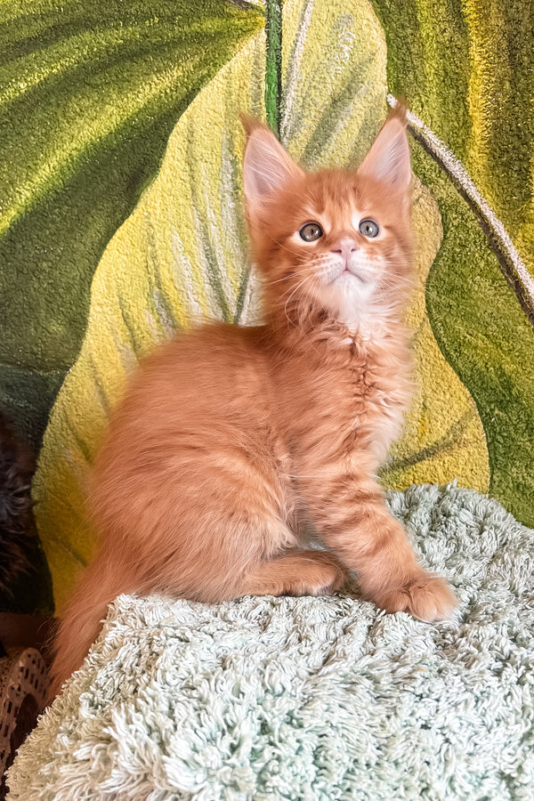 Edvan | Maine Coon Kitten