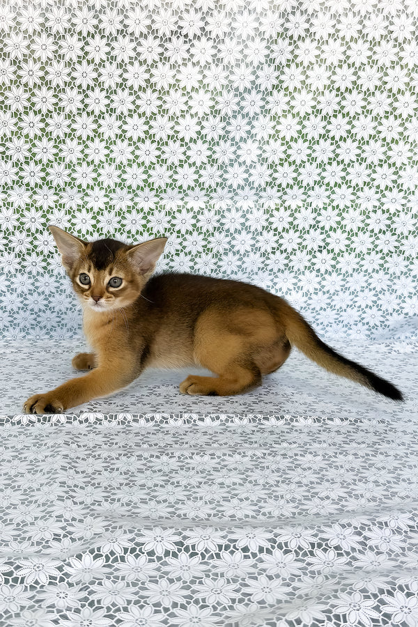 Elka | Abyssinian Kitten