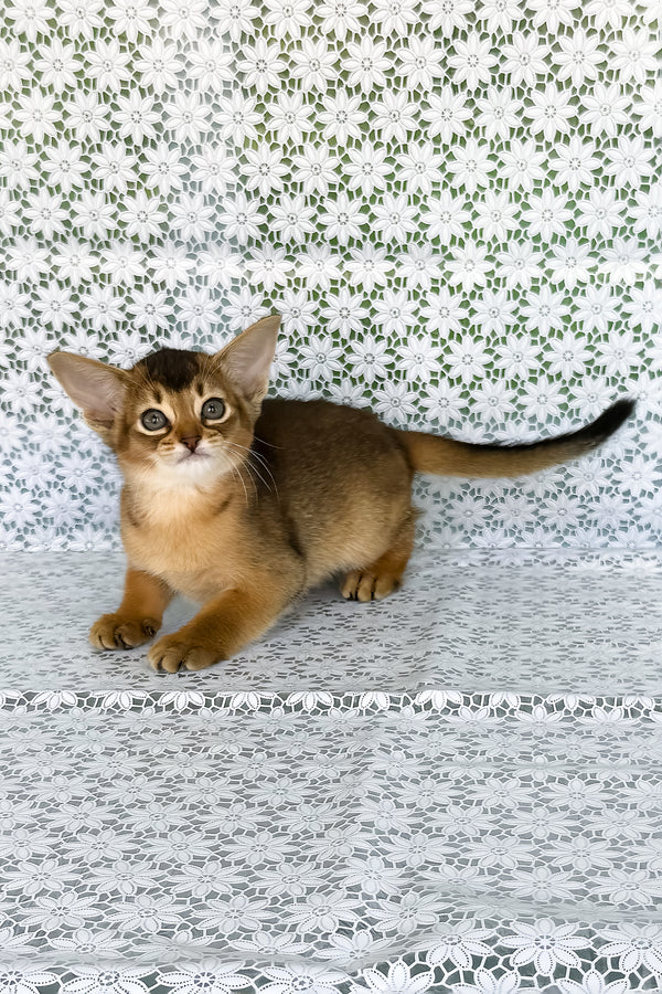 Elka | Abyssinian Kitten