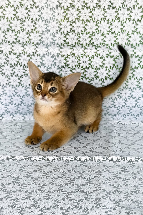 Elka | Abyssinian Kitten