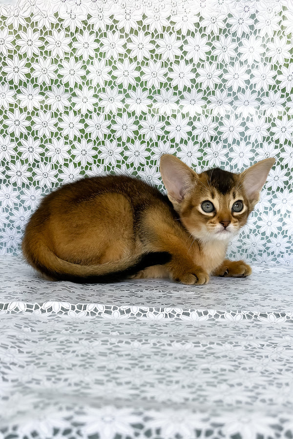 Elka | Abyssinian Kitten