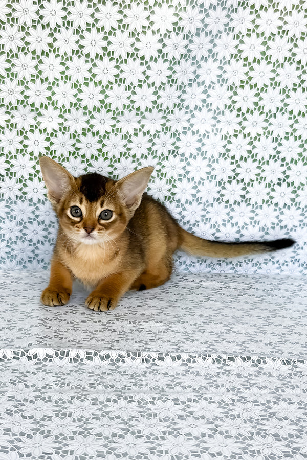 Elka | Abyssinian Kitten