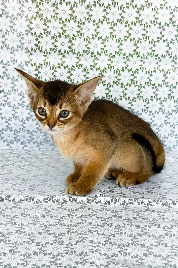 Elka | Abyssinian Kitten