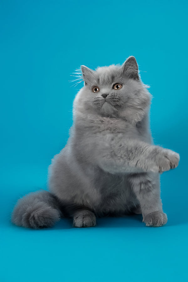 Ellie | British Longhair Kitten