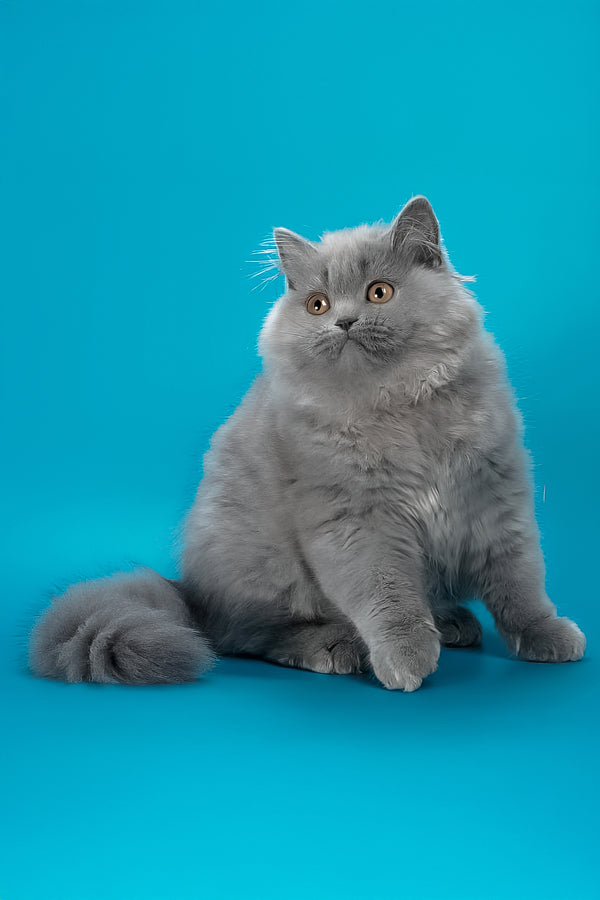 Ellie | British Longhair Kitten