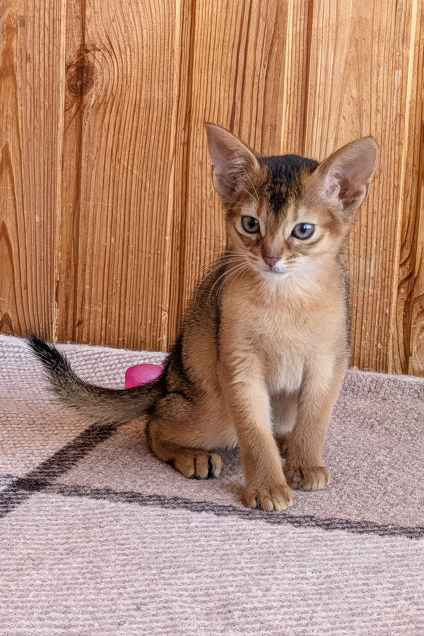 Elsa | Abyssinian Kitten
