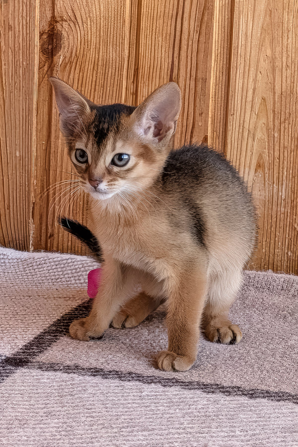 Elsa | Abyssinian Kitten