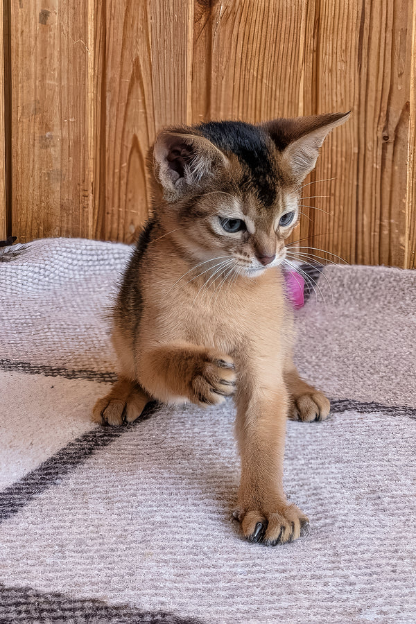 Elsa | Abyssinian Kitten
