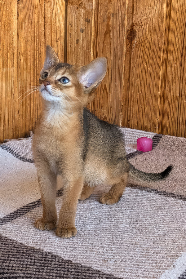 Elsa | Abyssinian Kitten