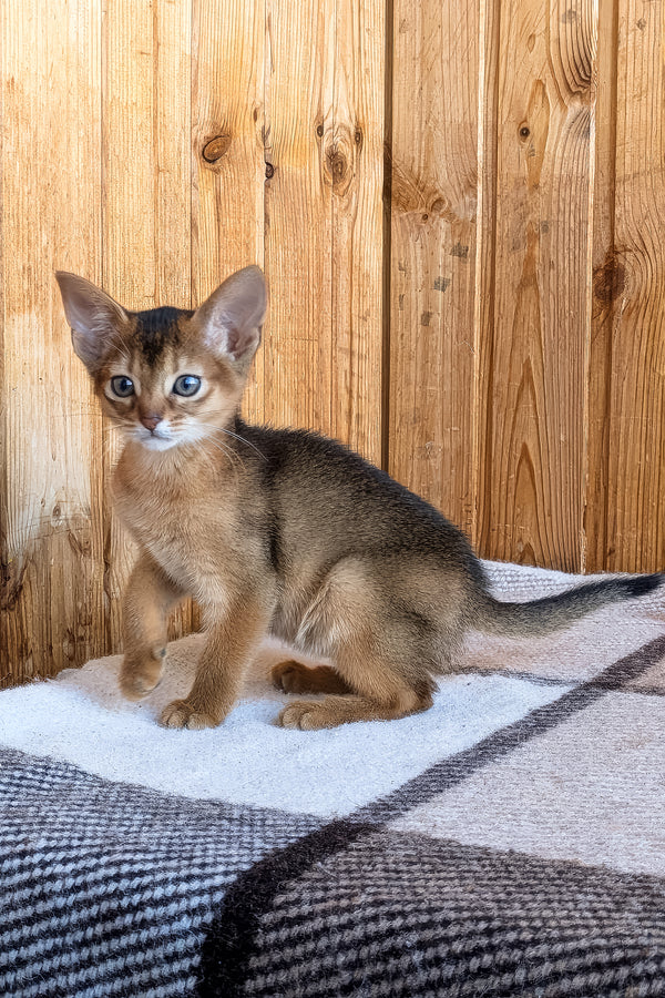 Elsa | Abyssinian Kitten