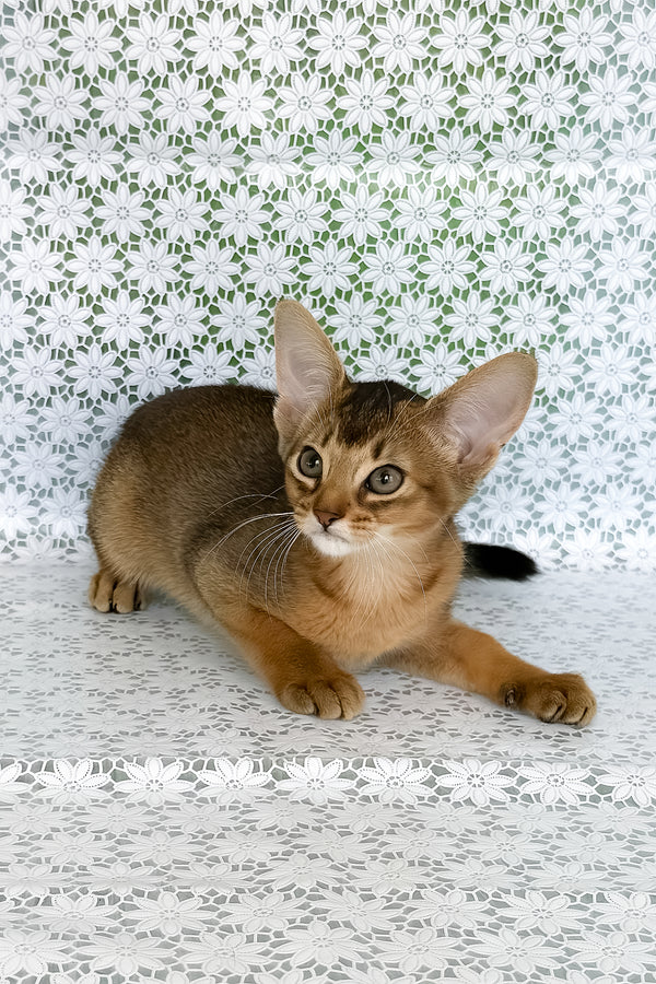 Elsie | Abyssinian Kitten