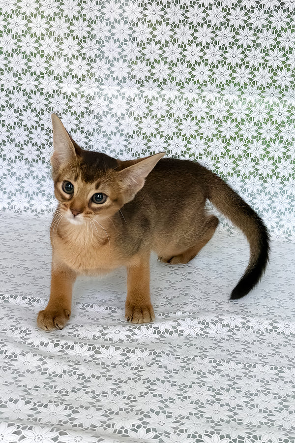Elsie | Abyssinian Kitten