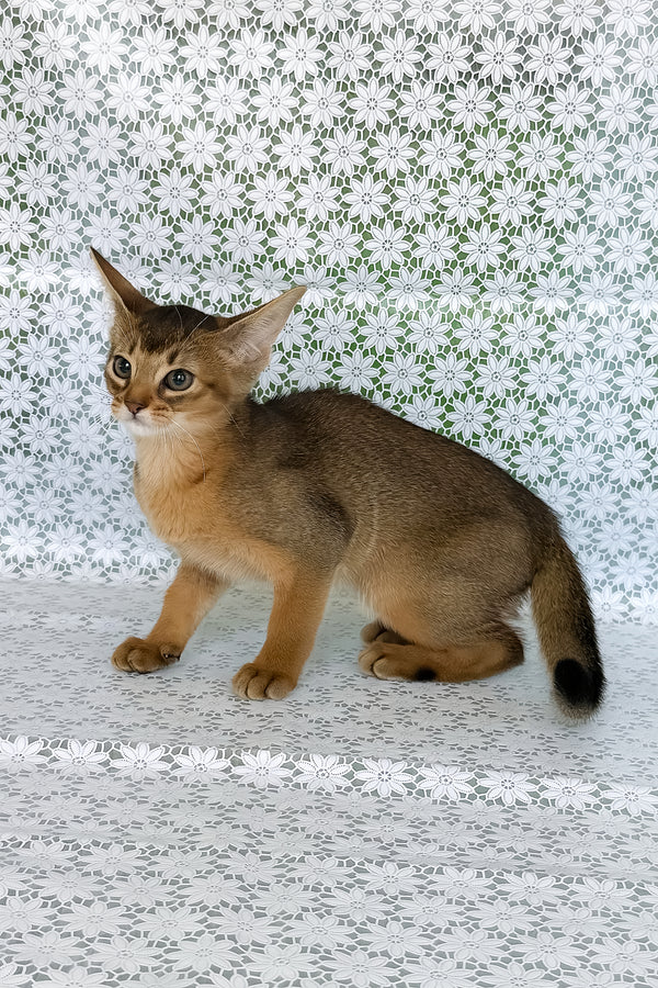 Elsie | Abyssinian Kitten