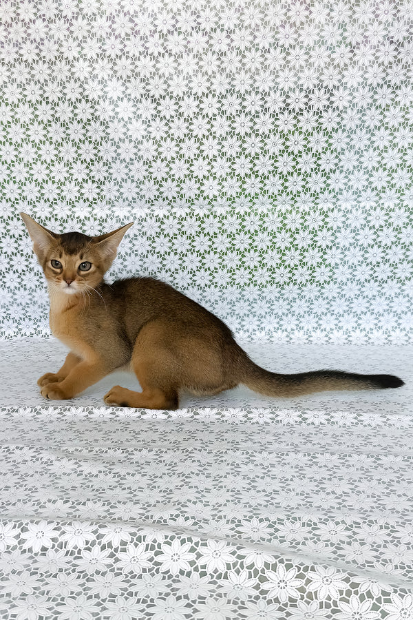 Elsie | Abyssinian Kitten