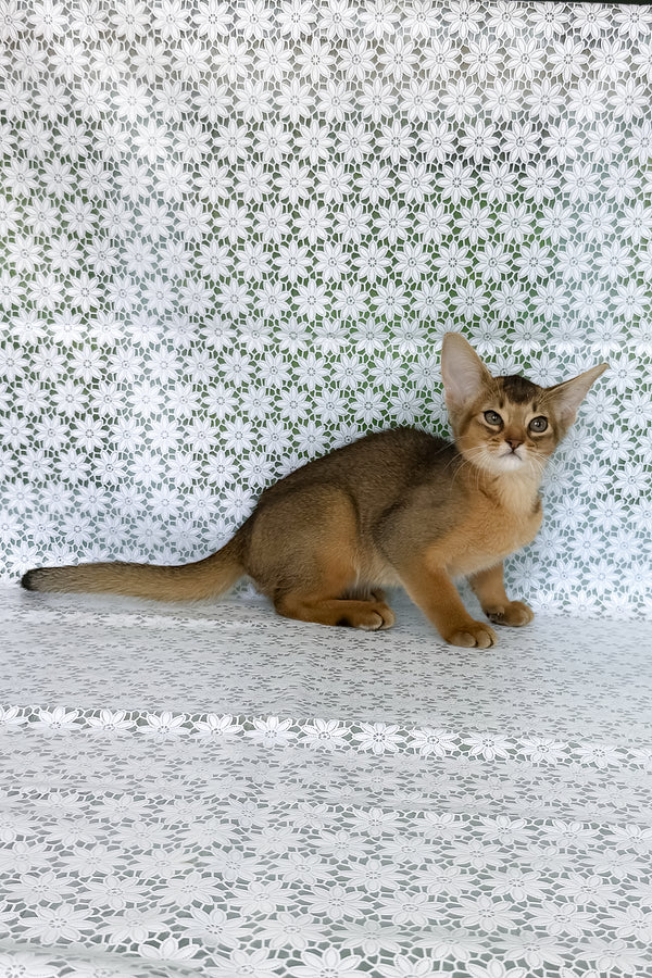 Elsie | Abyssinian Kitten
