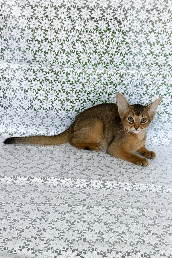Elsie | Abyssinian Kitten