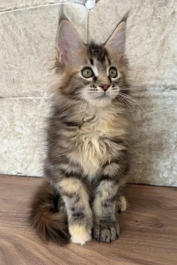 Emilia | Maine Coon Kitten