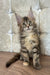 Emilia | Maine Coon Kitten