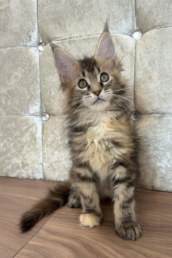 Emilia | Maine Coon Kitten
