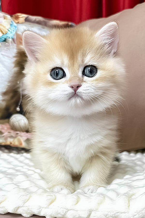 Eric | British Shorthair Kitten