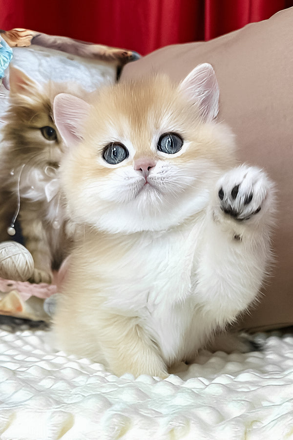 Eric | British Shorthair Kitten