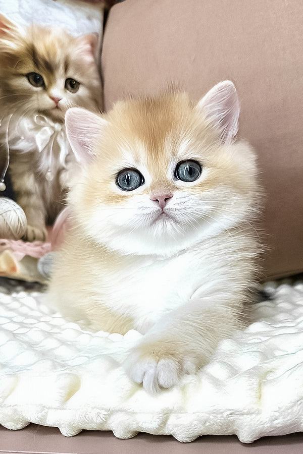 Eric | British Shorthair Kitten