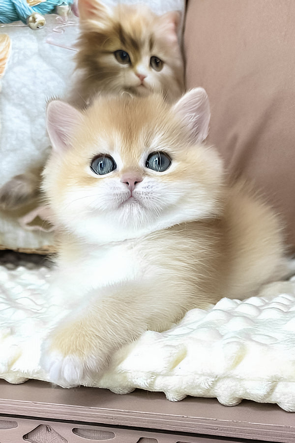 Eric | British Shorthair Kitten