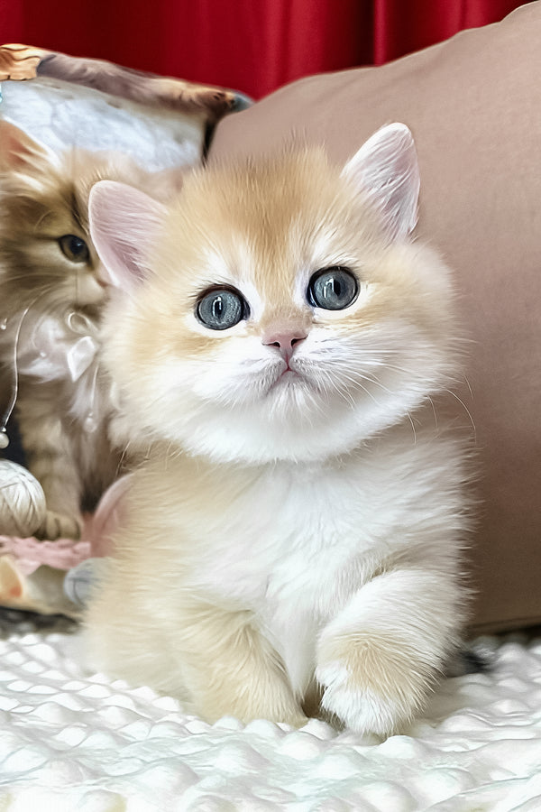 Eric | British Shorthair Kitten