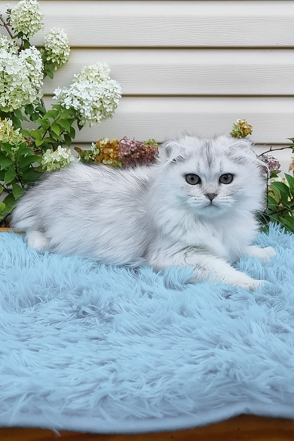 Erik | Scottish Fold Longhair Kitten